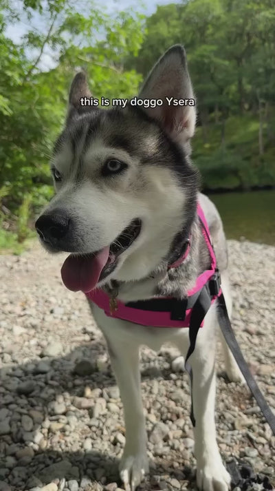 A husky on a riverside walk in a pink front-clip harness