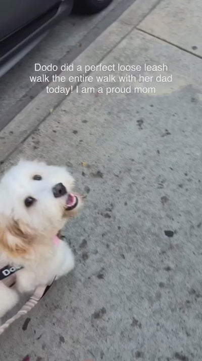 A small dog on a loose-leash walk in a front-clip harness