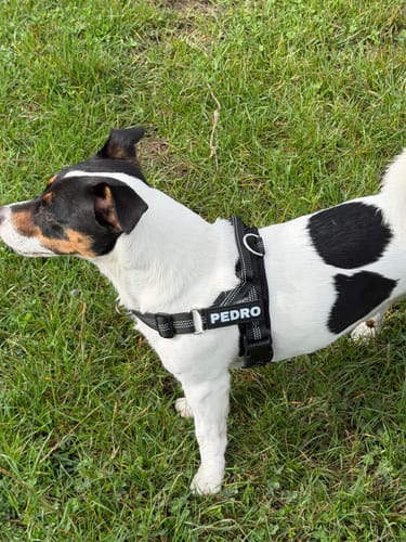 Small dog, enormous attitude. Three weeks on the chest ring and he stopped throwing himself sideways at everything. Same dog, I just have a way of bringing him back now.