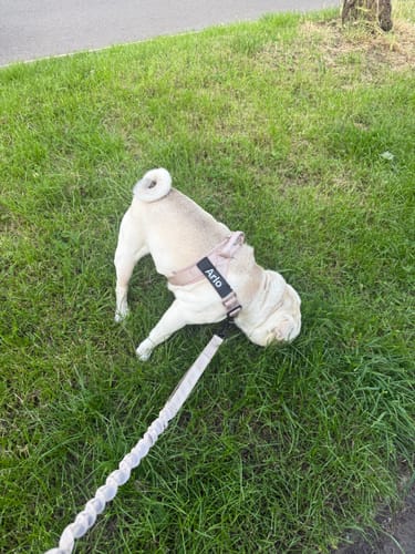 He used to pull against his collar and I hated the sound it made. The load sits across his chest now, so when he stops dead to sniff something there is nothing on his neck.