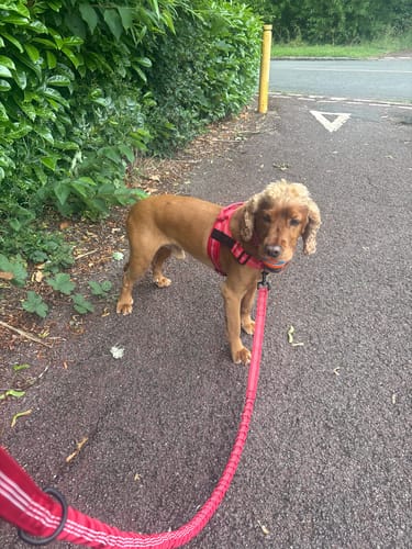 Spaniel nose, spaniel problems. He still wants to follow every scent on the verge, but he circles back instead of dragging me into the hedge.