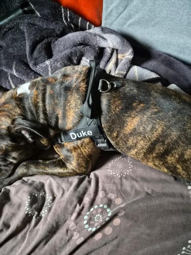Straight from the front door to the bed and out cold, still wearing it. I get about four minutes to unclip him. No rub marks under his legs either.