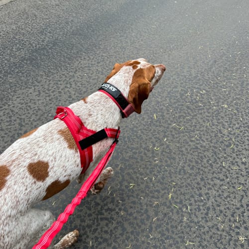 Wet pavement and a dog who lunges was how I twisted my ankle last winter. He gets turned before he builds any speed, so the dark mornings stopped being something I dreaded.
