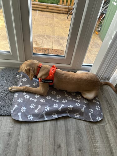 Two hours out and he takes himself to his bed the second we are through the door. He is properly tired instead of wound up, which never happened when we were fighting each other the whole way.