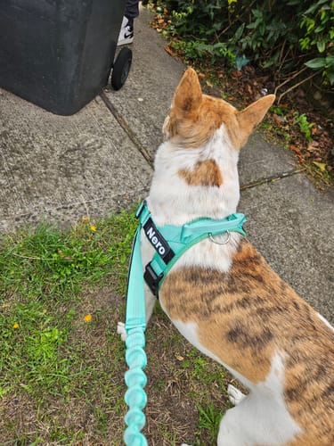 Working breed, always leaning into the lead. The difference is he turns now instead of powering through it. I am steering rather than holding on.