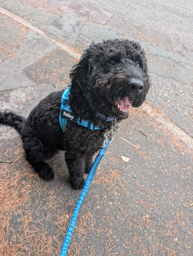 This is the bit I used to dread — kerb, traffic, a dog who wanted to be three steps ahead. I shorten the lead, he comes back level, and we cross together.