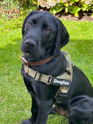 Bought it while he was still a pup and let the straps out twice in the first two weeks. Thirty seconds a side. He has stopped hitting the end of the lead entirely.