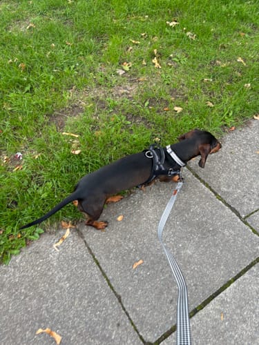 Nothing ever fitted her properly. The belly strap pulled in sits exactly where it should and does not ride back. She walks without the harness spinning round.