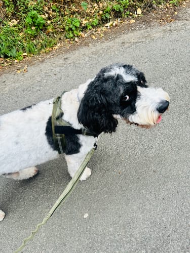 She used to lose her mind at every dog on the path. Still a work in progress, but I can turn her before she winds up instead of just hanging on.