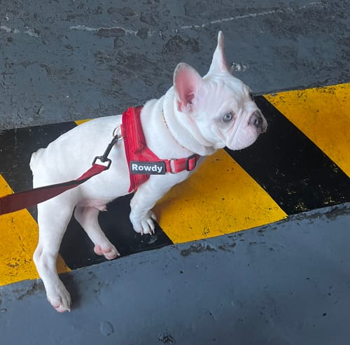 With a flat-faced dog anything on the throat is a problem. Everything sits on his chest plate instead and he breathes normally the whole walk.