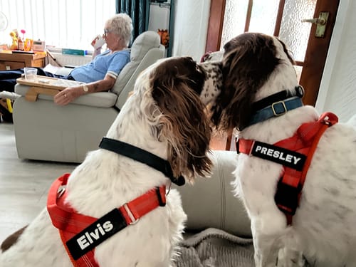Two spaniels, one of me. I am not bracing any more — I can hold both leads loosely and just walk. An hour out and I came home relaxed.