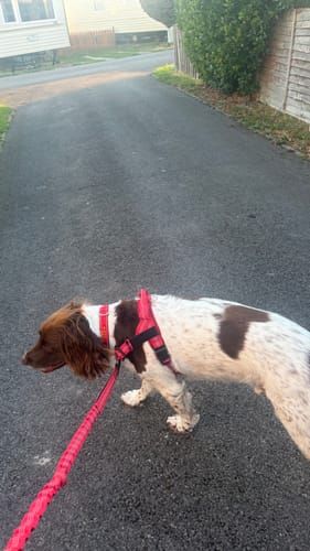 Down the lane he still wants to be out front quartering the verges. The difference is the lead goes slack again instead of staying tight the whole way.
