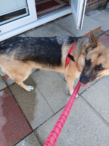 First big dog, and I had got to the point of driving to a quiet field so nobody would see us. Three weeks in and we do the main street.