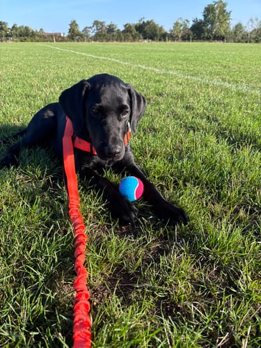 We do the long field loop most Sundays. I check him over afterwards out of habit and there is nothing — no marks behind the legs, no flattened patch on his chest.